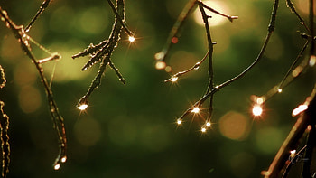 Spring Lights, bokeh, dew drops, fall, spring, Firefox Persona theme, tree, green, limbs, lights HD wallpaper