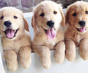 ღ❤ღ, animal, dog, flower, cute, beautiful, nature HD wallpaper