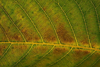 Macro, Surface, Leaflet, Veins HD wallpaper