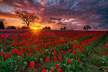 Tulip farm in Oregon USA, farm, in, Tulip, Oregon, USA HD wallpaper