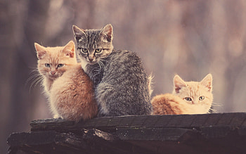 Cat, animal, meow, 3 HD wallpaper