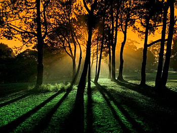 Sunset shadows, shadows, gold sky, light, trees, soft light, green grass, sunset HD wallpaper