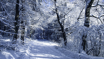 Winter road, winter, snowy, scene, path, landscape, , way, snow, road, nature, , forest HD wallpaper