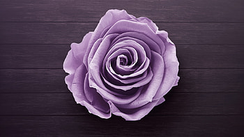 Purple Rose, rose, flowers, purple HD wallpaper
