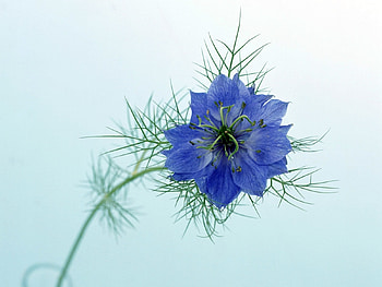 Plants, Flowers HD wallpaper