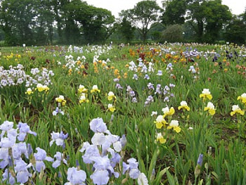 Irises field, nature, flowers HD wallpaper