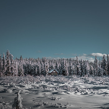 House, winter, tree, landscape, nature HD phone wallpaper