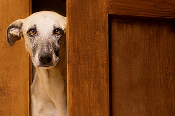Waiting for you, dog, puppy, brown, door, cute, wieselblitz, elke vogelsang, caine HD wallpaper