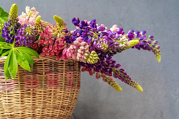 Bouquet of lupine in a basket, Floral, Buds, Summer, Basket HD wallpaper