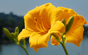 Plants, Flowers HD wallpaper