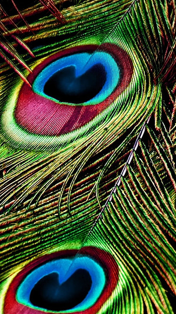Peacock Feather, Background HD phone wallpaper