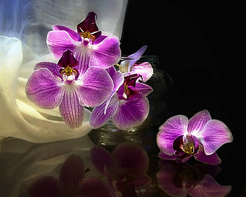 Orchid, purple, delicate, white, vase, nature, flowers HD wallpaper