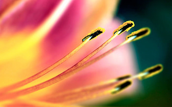 Flower, Macro, Petals, Stamens, Pollen HD wallpaper