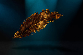 Dried, Gold Leaf HD wallpaper
