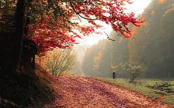 A scenic forest pathway surrounded by colorful maple leaves in fall. HD wallpaper