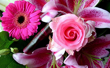 Roses and Lilies, pink, flowers, roses, lilies HD wallpaper