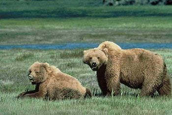 Brown Bears, bears, brown, beautiful HD wallpaper