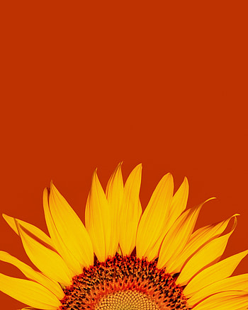 Flowers, Macro, Petals, Sunflower HD phone wallpaper