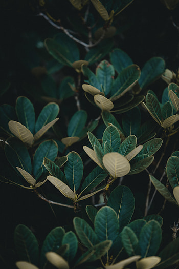 Nature, Leaves, Bush, Plant, Veins HD phone wallpaper