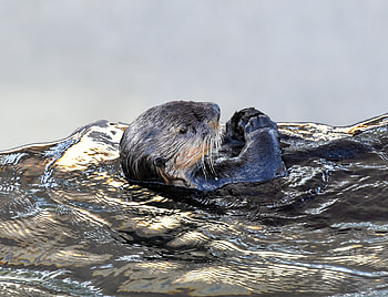 Sea otter, aquatic animal, swim HD wallpaper