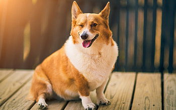 * Dog *, dog, animal, dogs, animals HD wallpaper