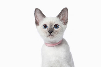 Kitten, pink, white, pisici, cat, cure HD wallpaper