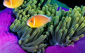 Anemone fish, Bing, Anemone, , Fish HD wallpaper
