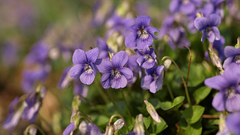 Violets Flowers Petals Green Leaves Plants In Blur Background Flowers HD wallpaper
