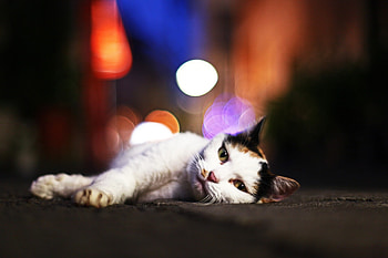 Animals, Glare, Cat, To Lie Down, Lie, Sleepy HD wallpaper