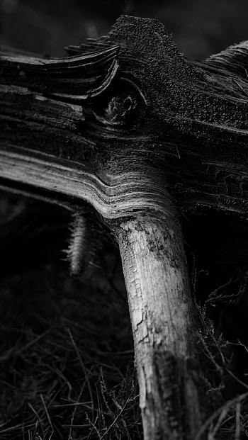 Nature, Wood, Tree, Bw, Chb, Stump HD phone wallpaper