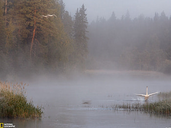 swan lake, swan in mist HD wallpaper