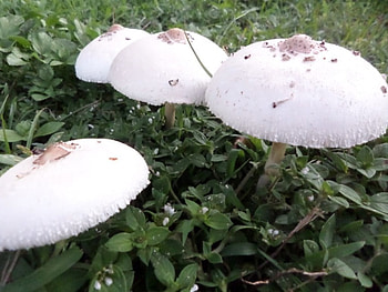 mushrooms, white, nature, graphy, fungi HD wallpaper