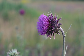 Grass, Flower, Macro, Blur, Smooth, Stalk, Stem, Thistle HD wallpaper