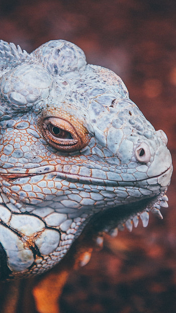 Close-up, Iguana HD phone wallpaper