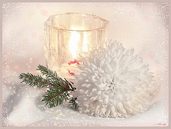 Tis the season, votive, pine, crysanthemum, candle, flower, snow, glass, fire HD wallpaper
