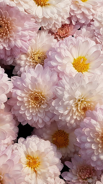 pink chrysanthemum, Vibrant flower , Samsung Galaxy , Colourful floral display HD phone wallpaper