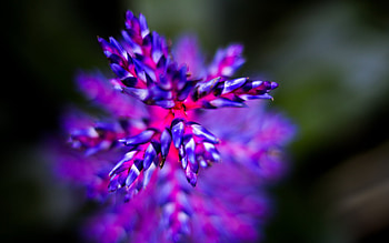 Plants, Flowers HD wallpaper