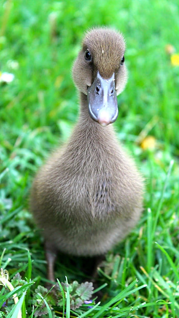 Duck, Cute Duck HD phone wallpaper