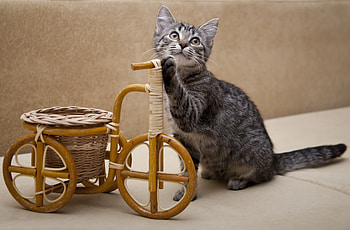 Animals, Kitty, Kitten, Bicycle, Invention HD wallpaper