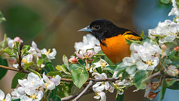 Springtime, baltimore oriole, bird, tree, branch, blossoms, apple HD wallpaper