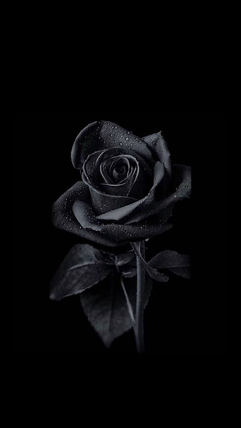 Black - 25 Top Black , Black and White Roses HD phone wallpaper