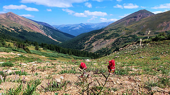 Flower with a view, Arapaho National Forest, hills, clouds, landscape, sky, mountains, Colorado, usa HD wallpaper