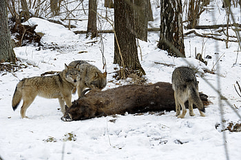 The Wolf pack after the hunt, winter, dog, canis lupus, lone wolf, wolf, howling, snow, the pack, mythical, white, timber, wolves, grey, lobo, grey wolf, nature, canine, friendship, arctic, solitude, the wolf pack, black, wolf pack, insnow, , wild animal black, wolfrunning, abstract, pack, majestic, howl, beautiful, spirit, wolf HD wallpaper