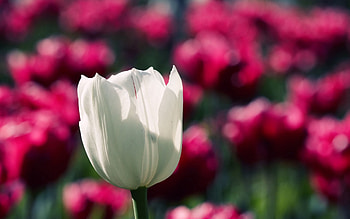 Flowers, Tulips, Blur, Smooth, Lot HD wallpaper