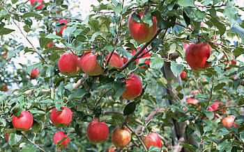 Apple Tree, Red nature fruits, , 1267291 HD wallpaper
