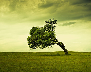 Stand Alone, sad, arc, green, alone, fields, sky, tree HD wallpaper
