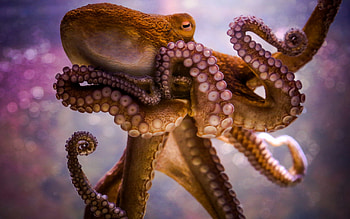 Tentacles in , , Stunning cephalopod , Blue ring octopus HD wallpaper