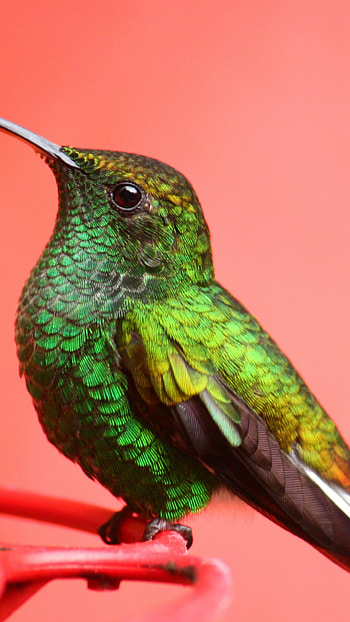Bird, Green Pink Eyes, Exotic Tropical Nature, Keywords HD phone wallpaper