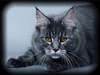 Cat, cats, eyes, grey, animals HD wallpaper