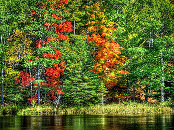 Autumn Forest, landscape, trees, autumn, nature, water, forest, lake HD wallpaper